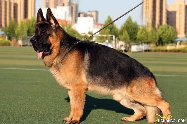 德国牧羊犬的四大品种，你知道哪些？