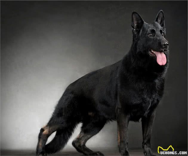 德国牧羊犬的四大品种，你知道哪些？