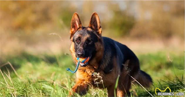 德国牧羊犬的四大品种，你知道哪些？