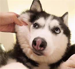 狗狗有这6个特征，说明它很“狡猾”，像个人一样