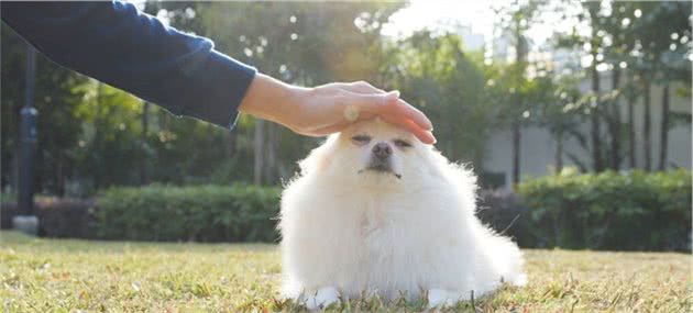狗狗最渴望被“摸”的这几大位置，越摸它越爱你