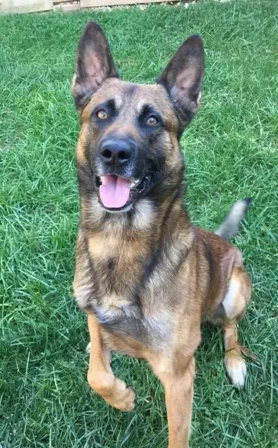 警犬也会怕打针？今天带你走进工作犬不为人知的一面