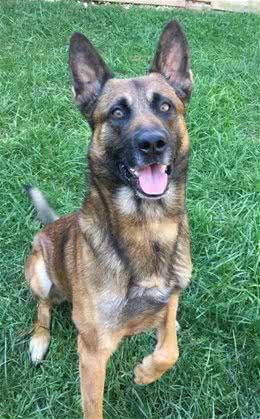 警犬也会怕打针？今天带你走进工作犬不为人知的一面