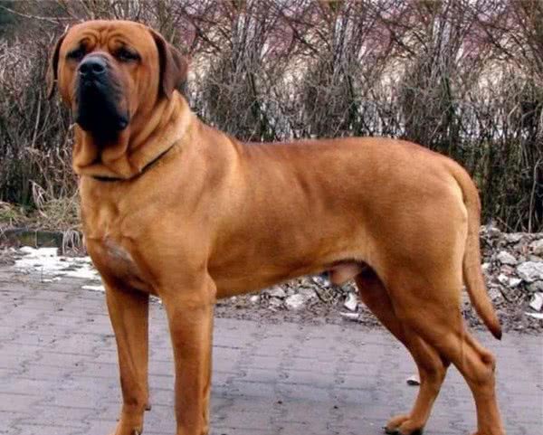 世界最凶悍的犬类，你认为哪种该排第一？