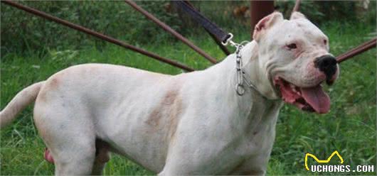 世界最凶悍的犬类，你认为哪种该排第一？