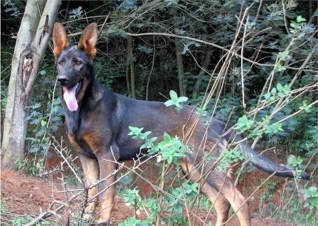 昆明犬和马犬，同为现代优秀的军警犬，家庭饲养哪种更合适？