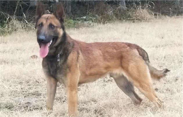 昆明犬和马犬，同为现代优秀的军警犬，家庭饲养哪种更合适？