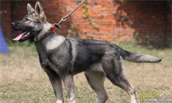 昆明犬和马犬，同为现代优秀的军警犬，家庭饲养哪种更合适？