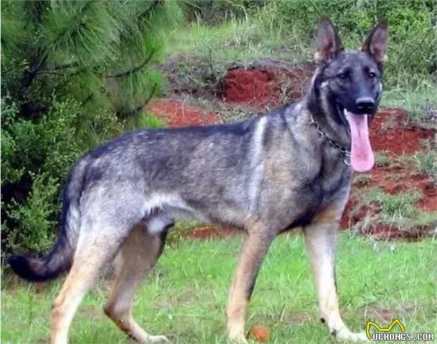 昆明犬和马犬，同为现代优秀的军警犬，家庭饲养哪种更合适？
