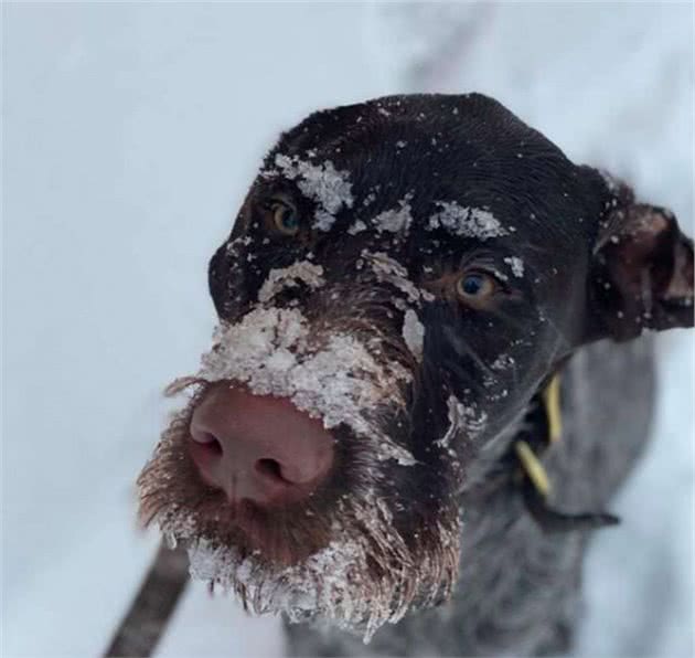 九个月大的狗狗有着超强嗅觉，救出另一只被困在雪地里的狗狗