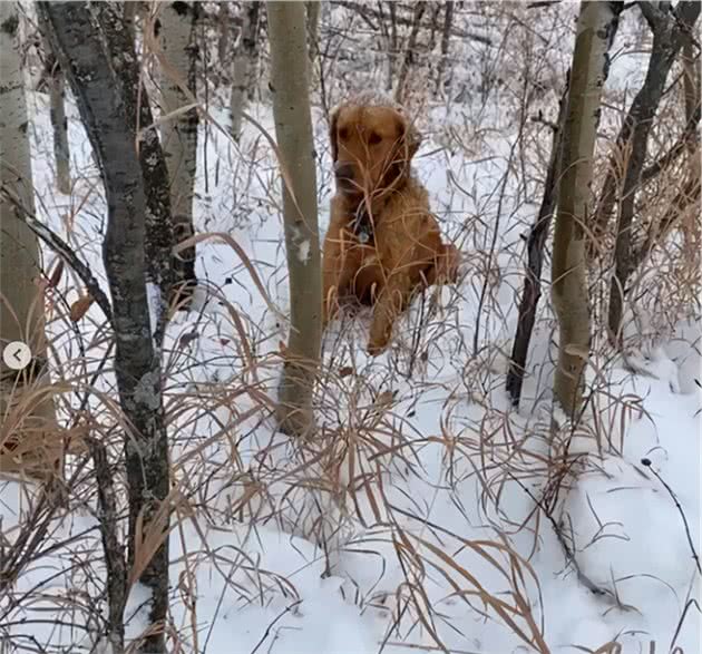 九个月大的狗狗有着超强嗅觉，救出另一只被困在雪地里的狗狗