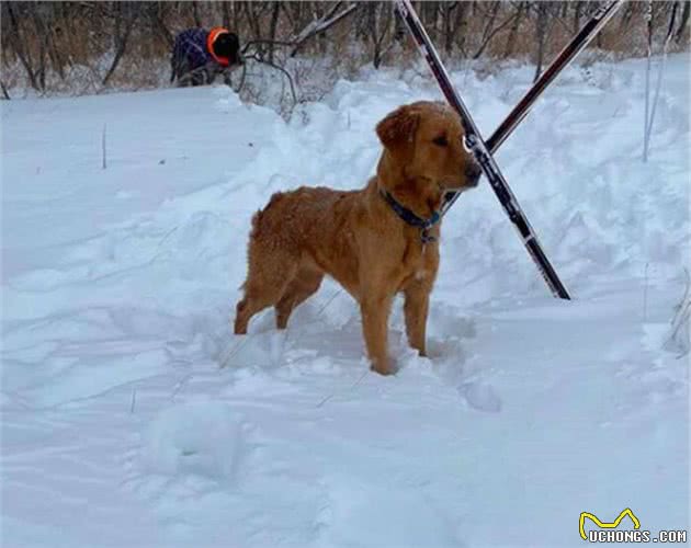 九个月大的狗狗有着超强嗅觉，救出另一只被困在雪地里的狗狗
