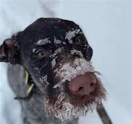 九个月大的狗狗有着超强嗅觉，救出另一只被困在雪地里的狗狗