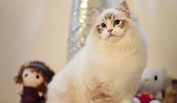 如何养出漂亮的布偶猫？资深铲屎官，告诉你6个“秘诀”
