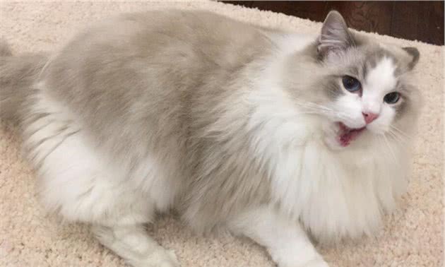 如何养出漂亮的布偶猫？资深铲屎官，告诉你6个“秘诀”
