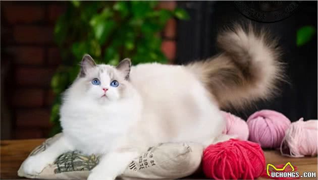 如何养出漂亮的布偶猫？资深铲屎官，告诉你6个“秘诀”