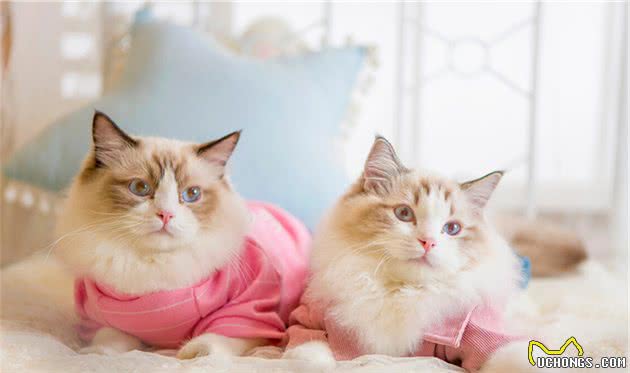 如何养出漂亮的布偶猫？资深铲屎官，告诉你6个“秘诀”