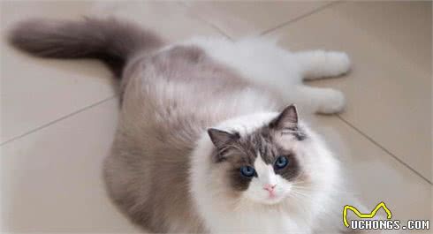 如何养出漂亮的布偶猫？资深铲屎官，告诉你6个“秘诀”