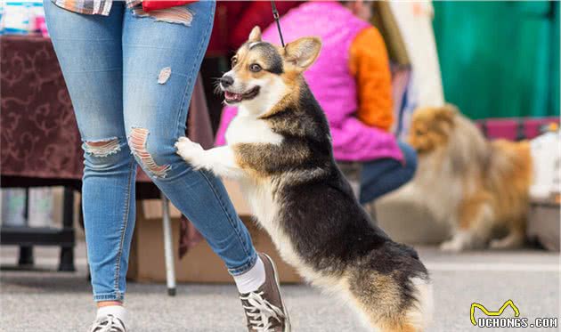 饲养柯基犬，要面对的“6大难题”，看完你还敢养吗？