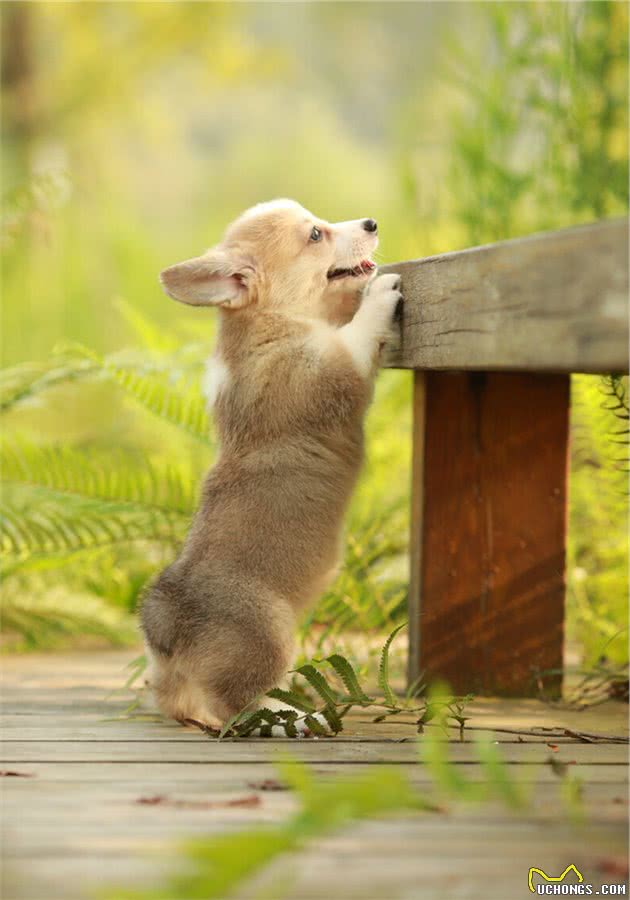 饲养柯基犬，要面对的“6大难题”，看完你还敢养吗？