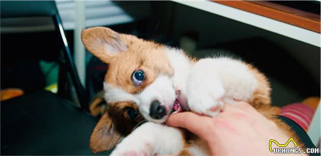 饲养柯基犬，要面对的“6大难题”，看完你还敢养吗？