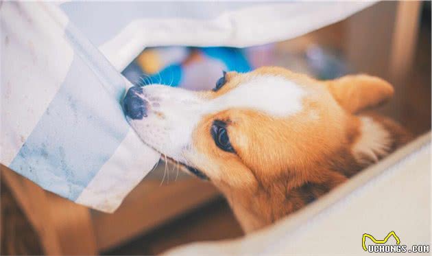 饲养柯基犬，要面对的“6大难题”，看完你还敢养吗？
