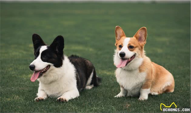 饲养柯基犬，要面对的“6大难题”，看完你还敢养吗？
