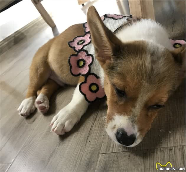 饲养柯基犬，要面对的“6大难题”，看完你还敢养吗？