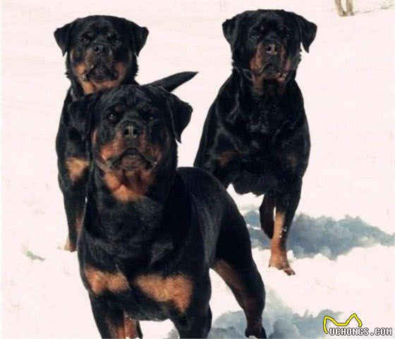 卡斯罗犬、罗威纳犬，作为经典优秀的护卫犬，在它们之间如何选择