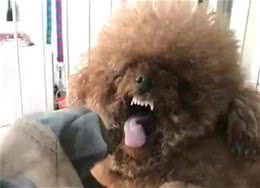 泰迪犬为什么讨人厌？告诉你原因