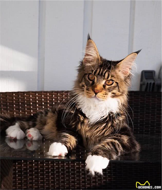 缅因猫除了块头大尾巴长之外，单凭一张霸气外露的脸也很有辨识度