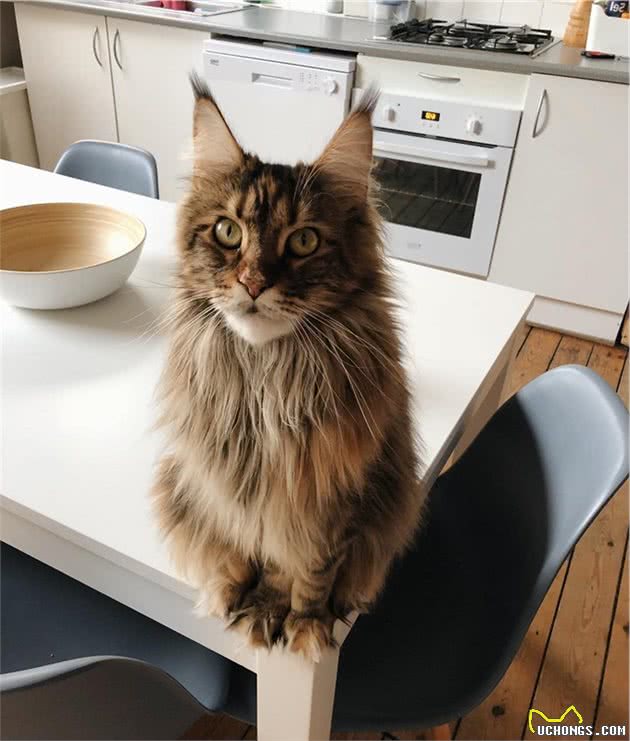 缅因猫除了块头大尾巴长之外，单凭一张霸气外露的脸也很有辨识度