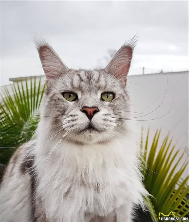 缅因猫除了块头大尾巴长之外，单凭一张霸气外露的脸也很有辨识度