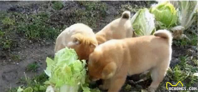 几种狗狗舌尖上的美食