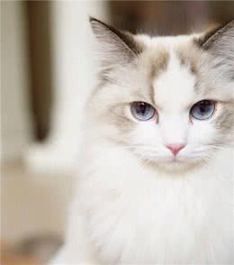 300元网购一只布偶猫，到货后感觉上当受骗，难道是熊猫后代？