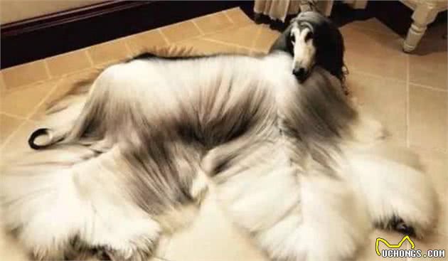这6种狗狗，在国内都很少见，养过的都是土豪了！
