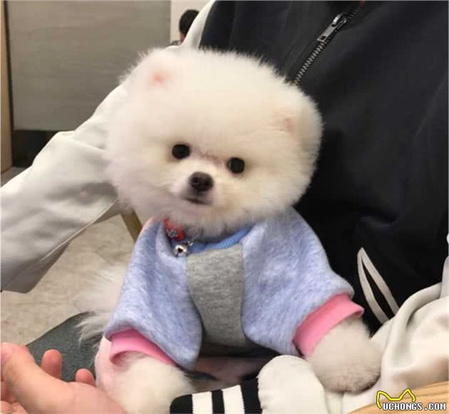 这4种狗容易养活也不需要怎么打理，新手养狗的首选
