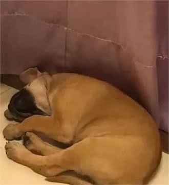 被遗弃狗狗浑身被烟头烫伤，还好她出现了
