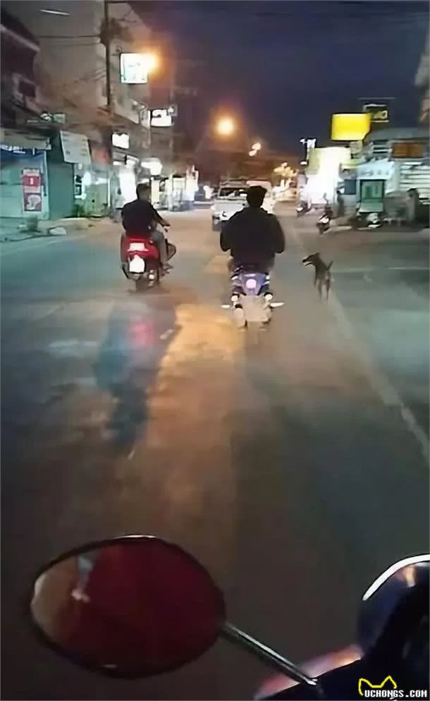 被遗弃狗狗浑身被烟头烫伤，还好她出现了
