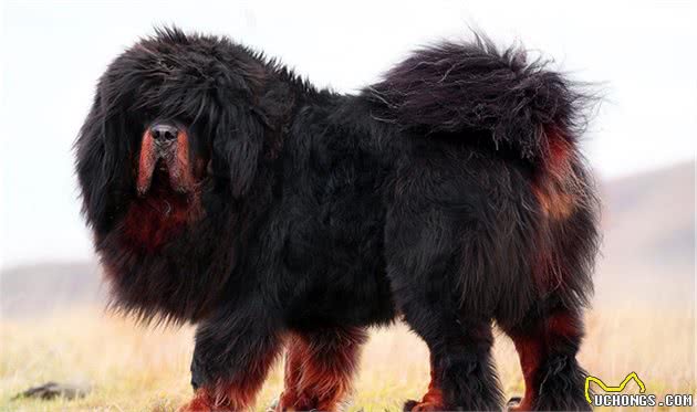 藏獒是世界公认的最古老且仅存于世的巨型犬种，如今却遭人嫌弃？
