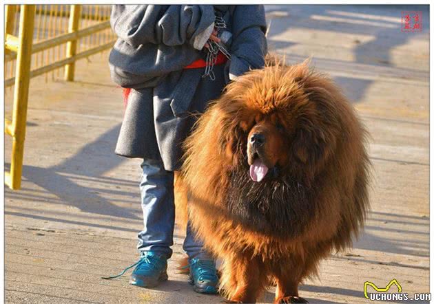 藏獒是世界公认的最古老且仅存于世的巨型犬种，如今却遭人嫌弃？