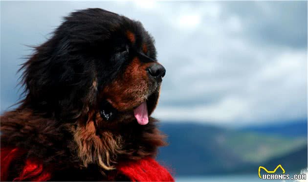 藏獒是世界公认的最古老且仅存于世的巨型犬种，如今却遭人嫌弃？