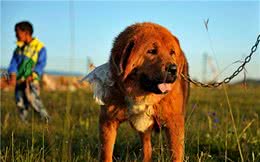 藏獒是世界公认的最古老且仅存于世的巨型犬种，如今却遭人嫌弃？