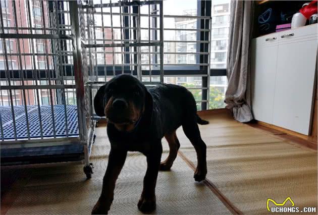 小狗日常如何照顾以及注意事项