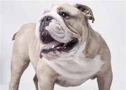 令人犯愁！英斗犬拒绝治病，任凭主人花招百出，精准吐出每一颗药