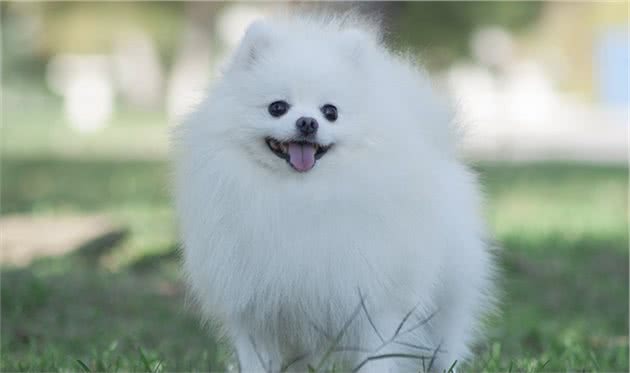 火遍全网的博美犬，养狗新人的最爱到底有多可爱