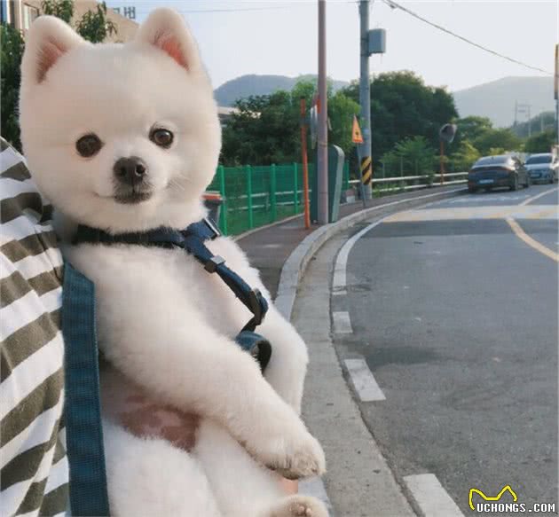 火遍全网的博美犬，养狗新人的最爱到底有多可爱
