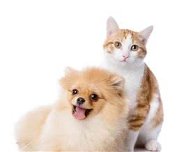 同为宠物，为什么狗比猫对主人更亲近服从？是基因还是驯化不同？