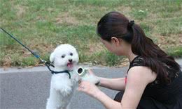 人人称赞的比熊犬，到底有什么“魅力”？