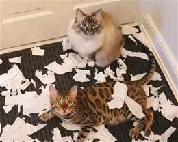 猫界中的五大“拆迁天王”，谁养谁破产